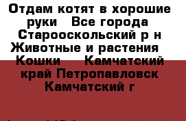 Отдам котят в хорошие руки - Все города, Старооскольский р-н Животные и растения » Кошки   . Камчатский край,Петропавловск-Камчатский г.